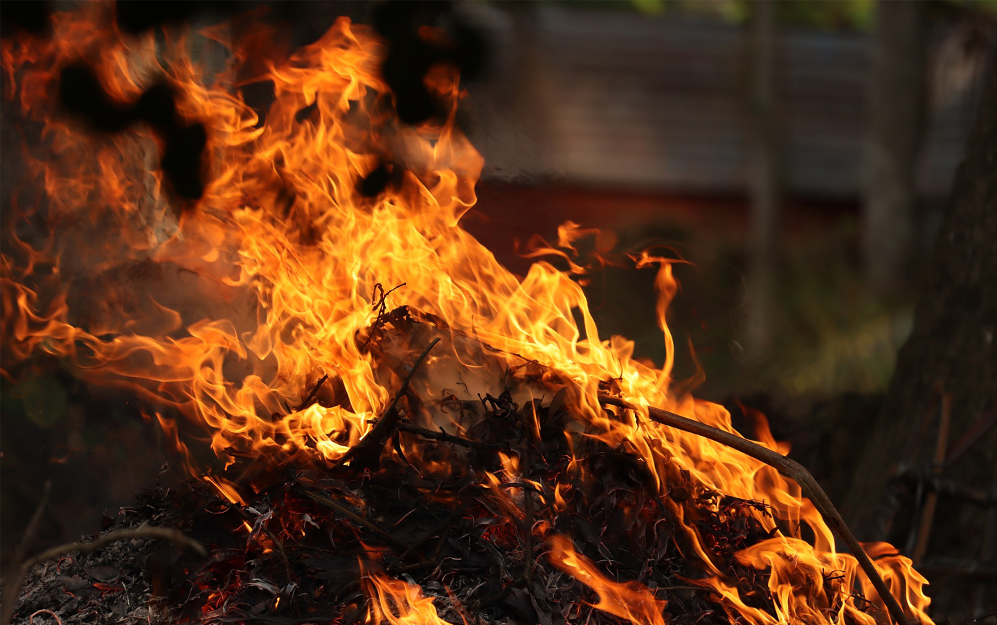 Close-up of backyard burn pile