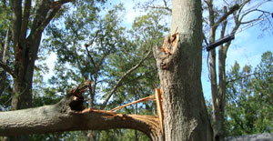 Tree Split by Storm Damage