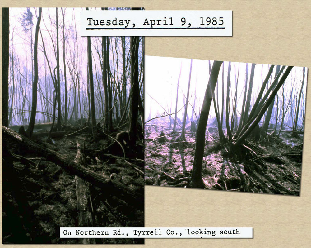 April 7, 1985: Photo of fire damage in forest on Northern Road in Tyrrell County looking
				   south
