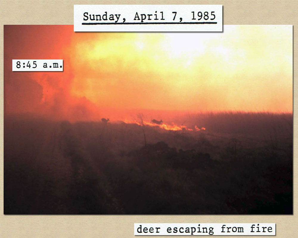April 7, 1985 8:45 am: Photo of deer attempting to escape the fire as it continues to
				   spread
