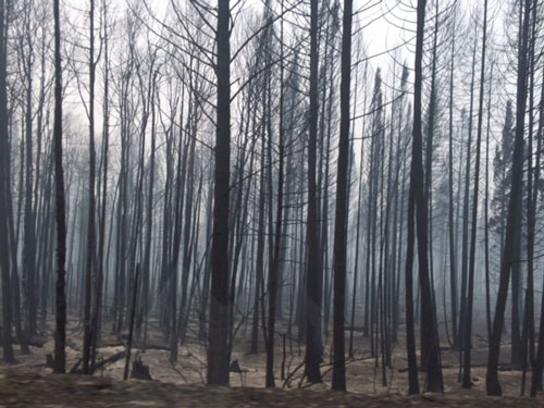 Forest Damage Renner Fire