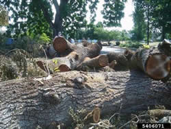 Infected walnut trees should be destroyed or salvaged