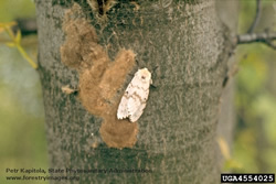 Female gypsy moth with egg masses