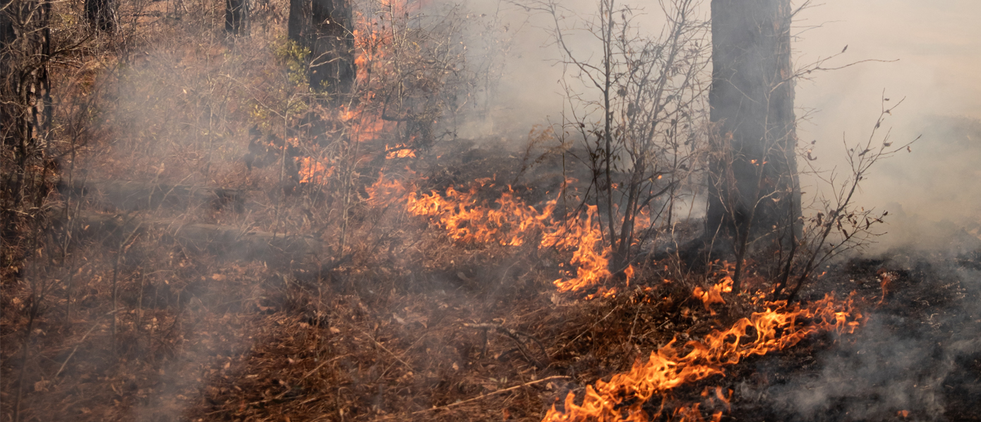 Prescribed fire on the ground along Shearon Harris Reservoir in Chatham County