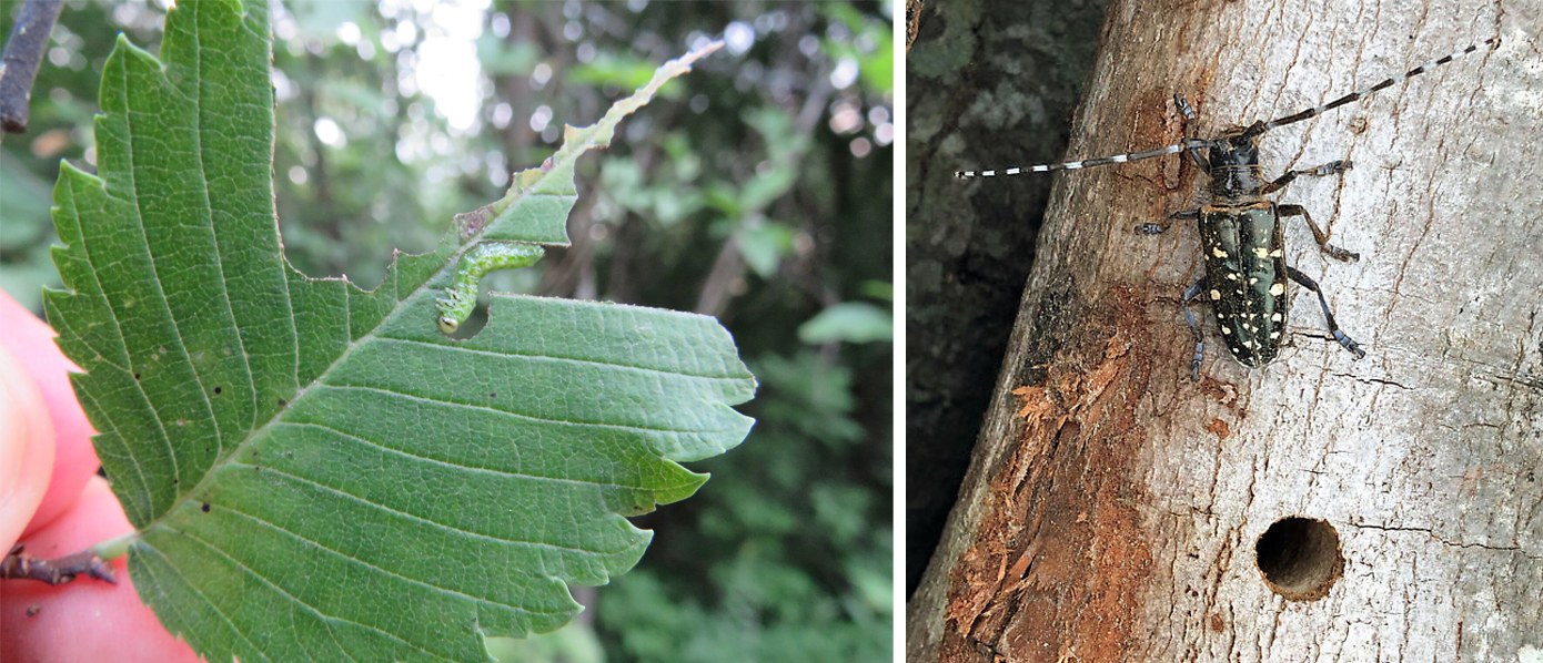 An image of Asian longhorned beetle and an image of elm zigzag sawfly