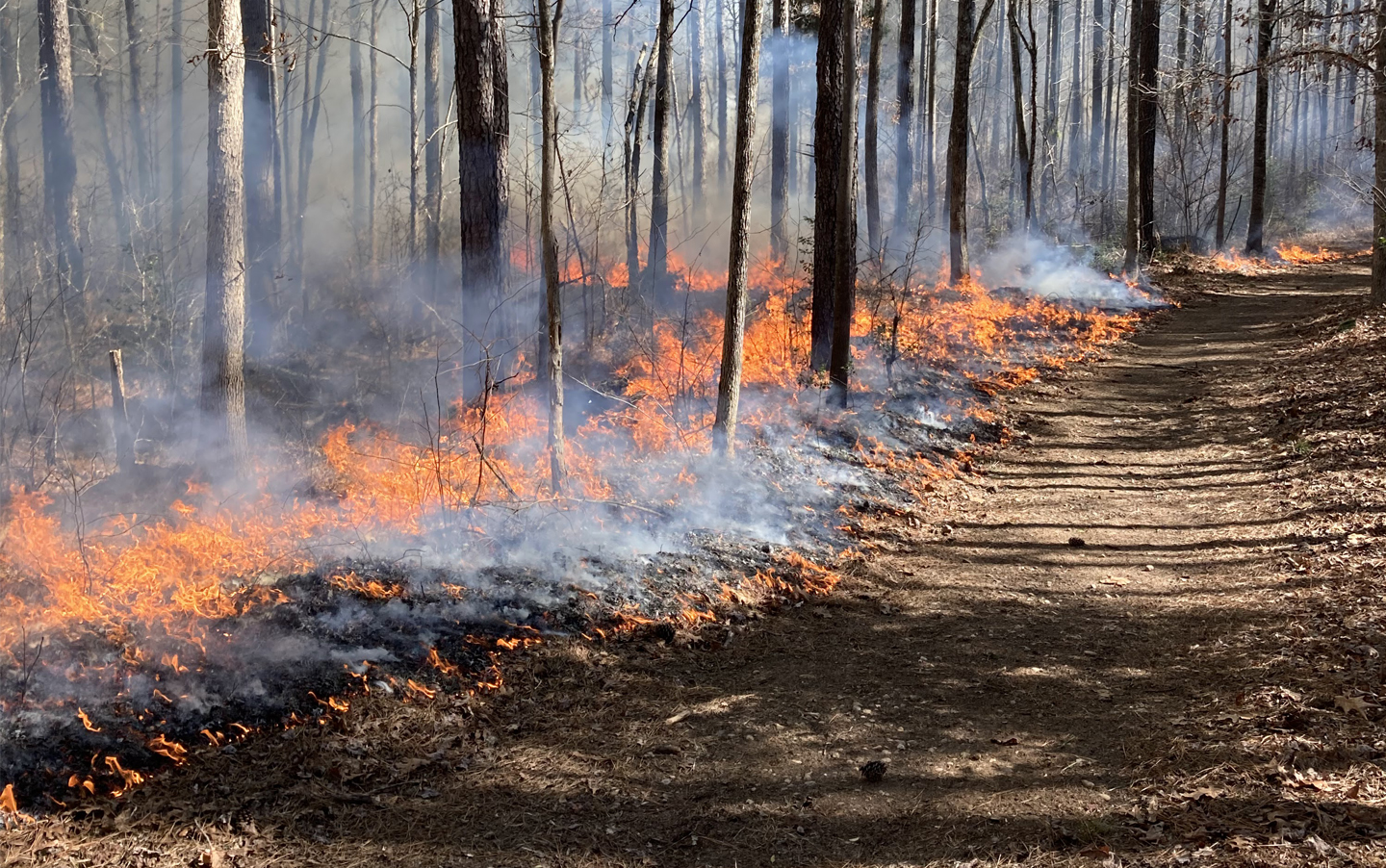 Photo of small flames from prescribed fire in a forest