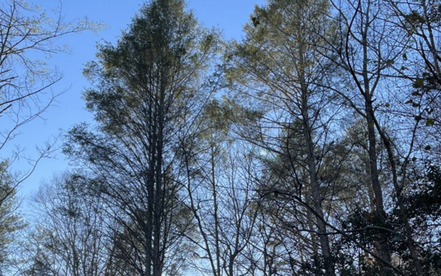 Photo of hemlock trees in Broyhill State Forest