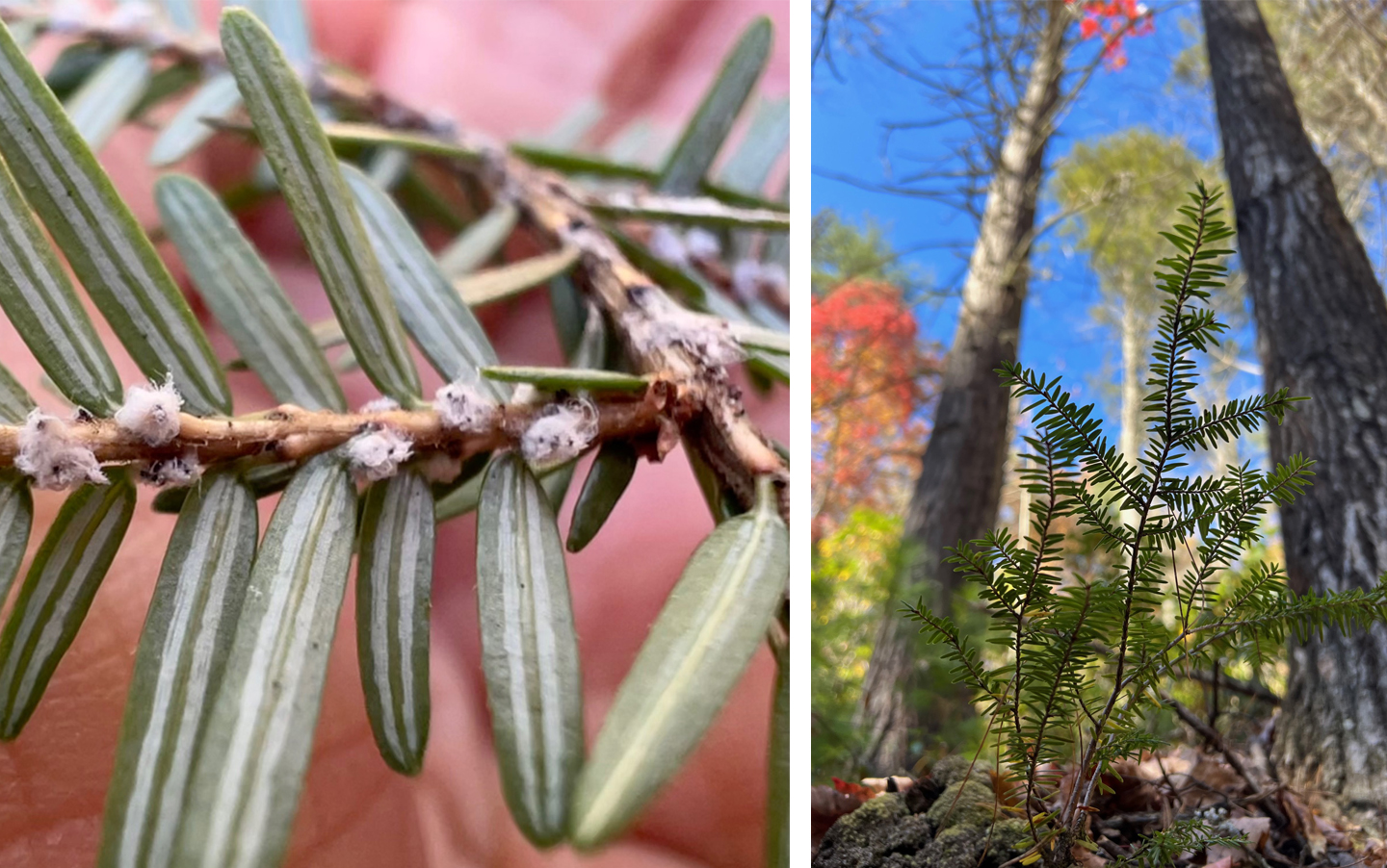Close-up of HWA and an image of a hemlock seedling growing near a dead hemlock