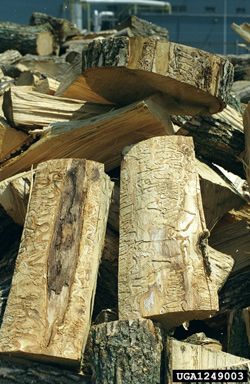EAB infested firewood