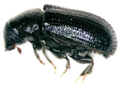 Common pine shoot beetle
