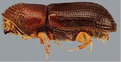 Adult walnut twig beetle
