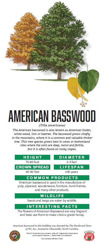American Basswood
