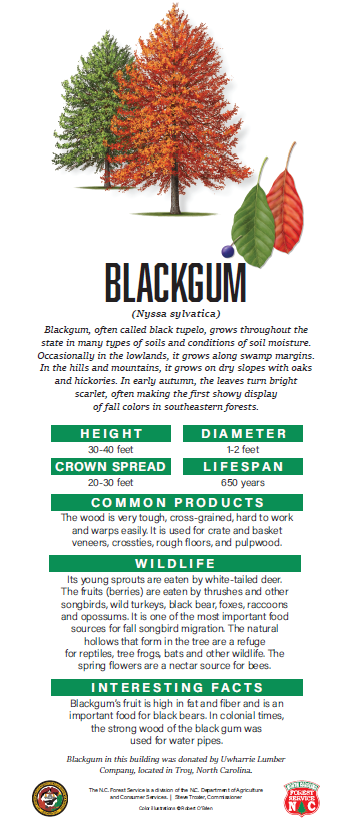 Blackgum