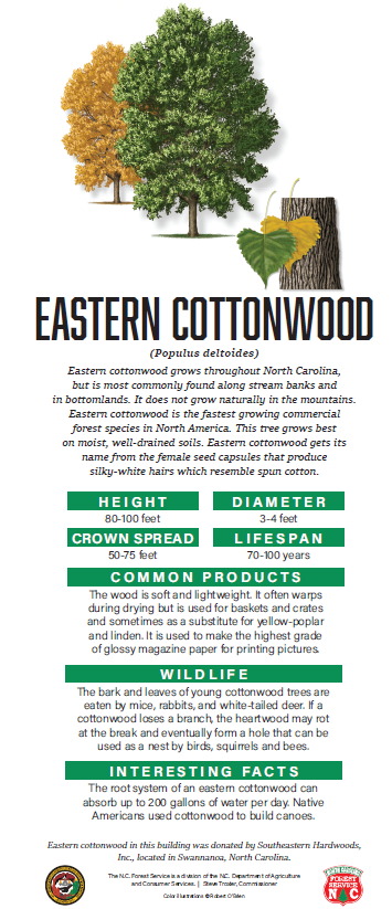 Eastern Cottowood