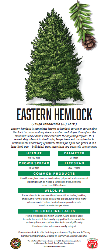 Eastern Hemlock