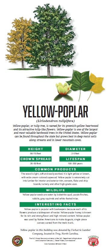 Yellow-Poplar