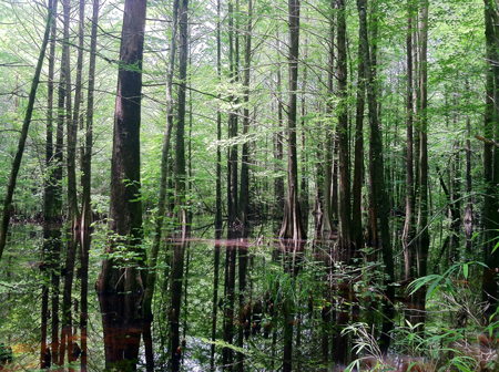 Swamp forest in wetland