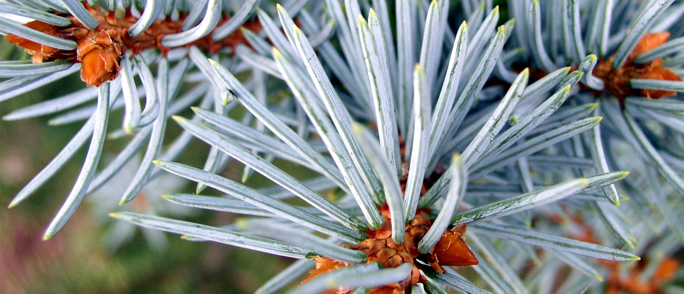 Closeup of Colorado blue spruce needles